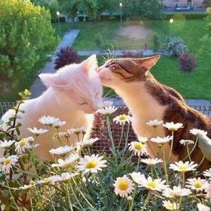 Meet your Posher, Kayden